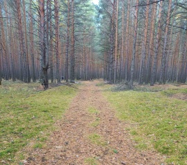 Прирезка лесных участков Кадастровые работы в Колышлейском районе